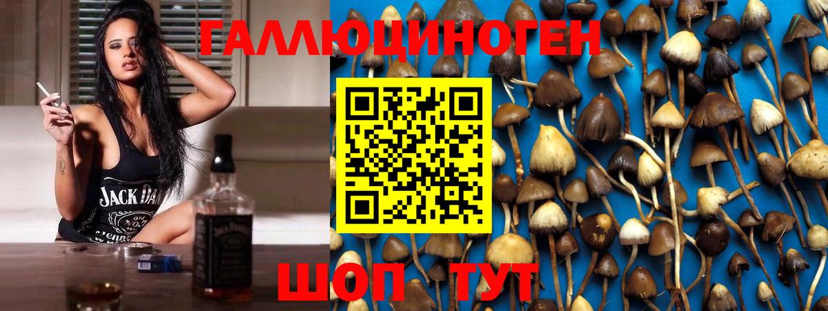 Энгельс  Галлюциногенные грибы MAGIC MUSHROOMS  Вход с VPN  Галлюциногенные грибы Cubensis 